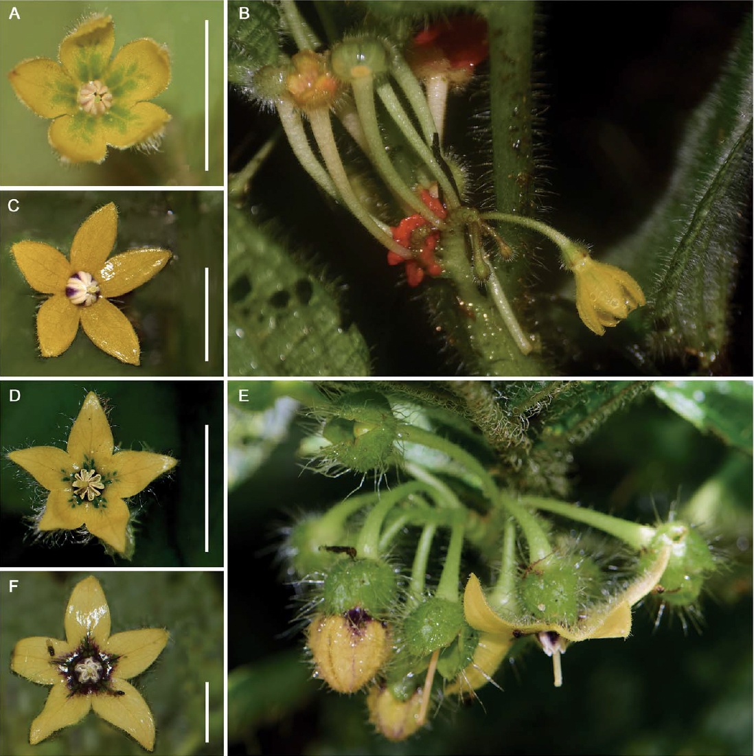 Witheringia correana by J. Flores